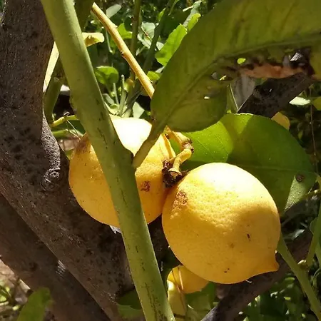 Finca Chamaro Daire Candelaria