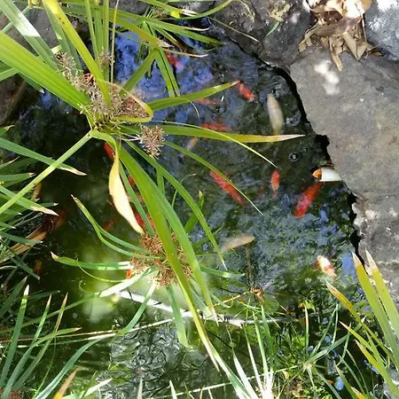 Daire Finca Chamaro