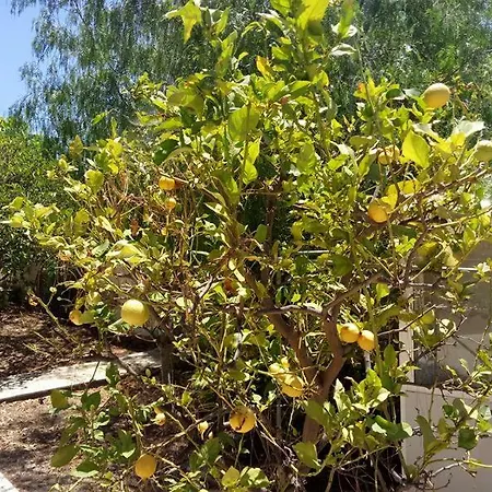 Finca Chamaro Daire *